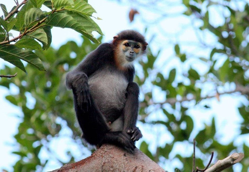 Douc de patas negras en el Parque Nacional Nui Chua, provincia de Ninh Thuan.(Foto: VNA)