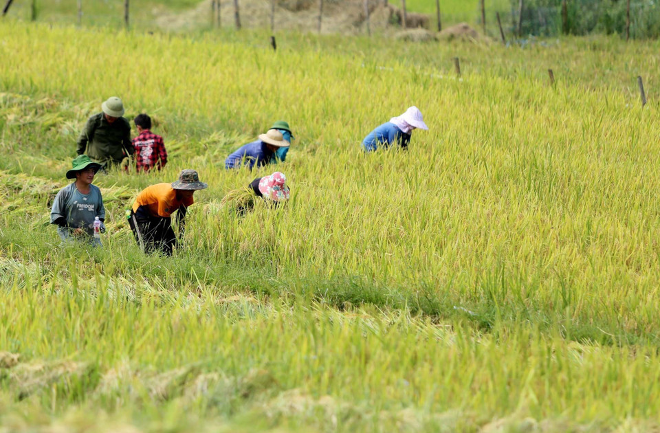 La gente cosecha arroz. (Foto: VNA)