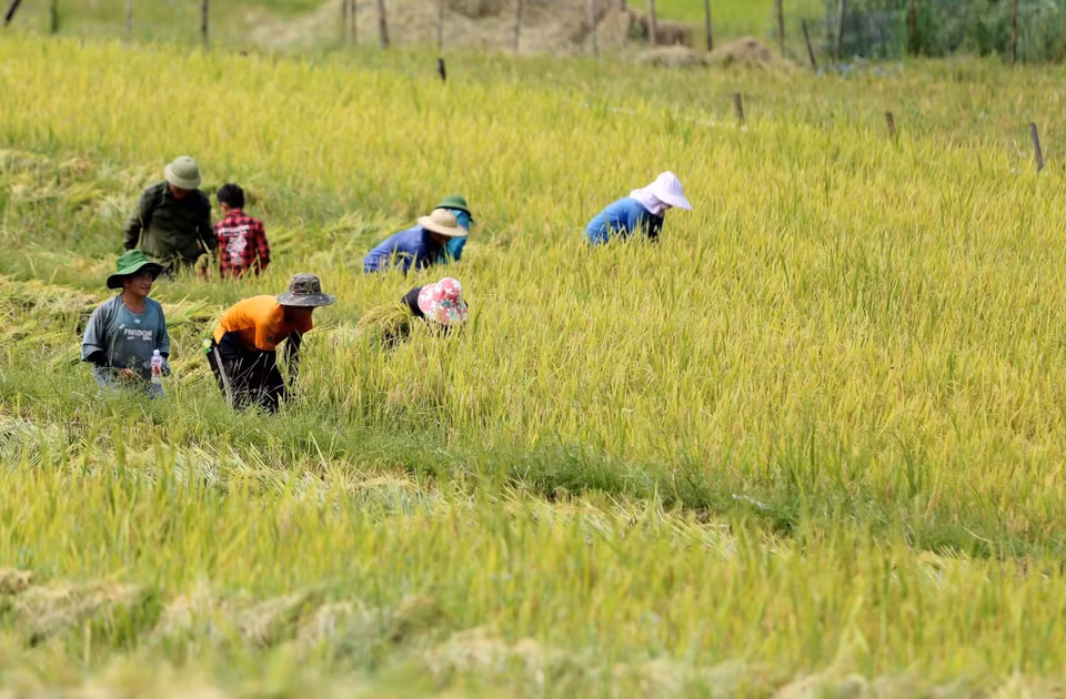 La gente cosecha arroz. (Foto: VNA)