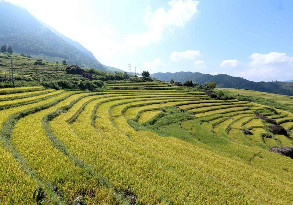 Los campos de arroz dorados serpentean alrededor de las laderas. (Foto: VNA)