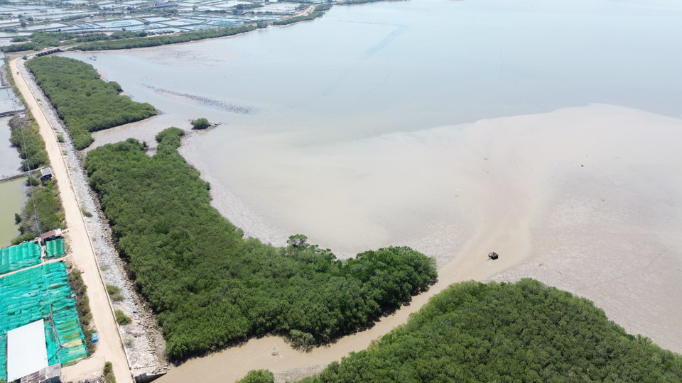La laguna Nai (Ninh Hai, Ninh Thuan) fue "revivida" con exuberantes bosques de manglares verdes, contribuyendo a responder al cambio climático y preservando la biodiversidad. (Foto: VNA)