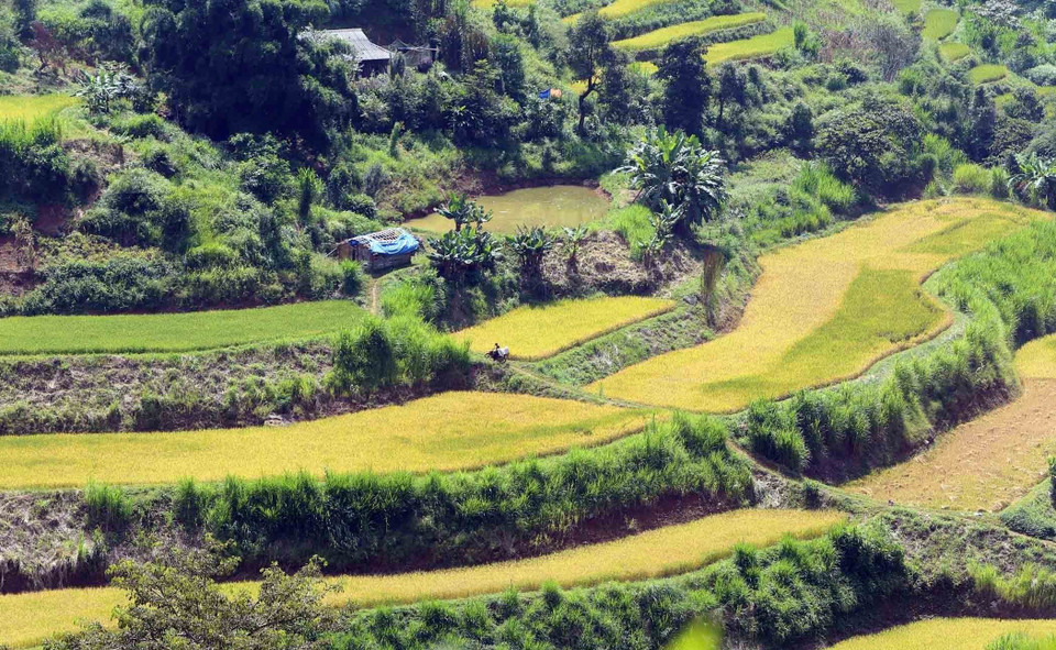 Campos de terrazas doradas en el distrito de Tam Duong de Lai Chau. (Foto: VNA)