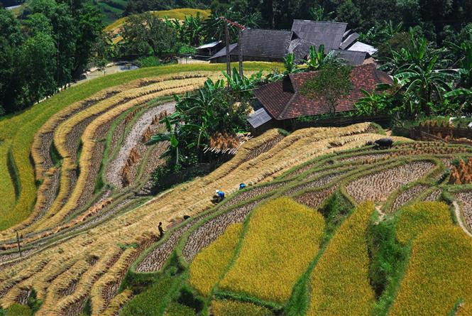 Vista de los campos arroceros en terrazas de Hoang Su Phi, en la provincia norteña de Ha Giang (Foto de VNA)