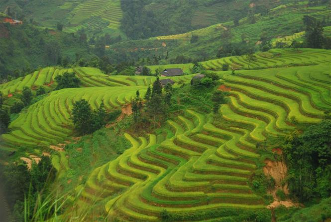 Vista de los campos arroceros en terrazas de Hoang Su Phi, en la provincia norteña de Ha Giang (Foto de VNA)