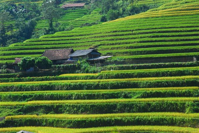 Vista de los campos arroceros en terrazas de Hoang Su Phi, en la provincia norteña de Ha Giang (Foto de VNA)