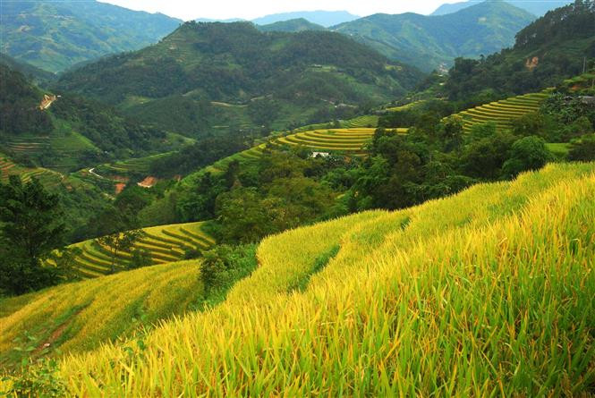 Vista de los campos arroceros en terrazas de Hoang Su Phi, en la provincia norteña de Ha Giang (Foto de VNA)