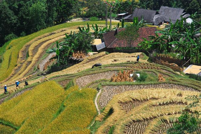 Vista de los campos arroceros en terrazas de Hoang Su Phi, en la provincia norteña de Ha Giang (Foto de VNA)