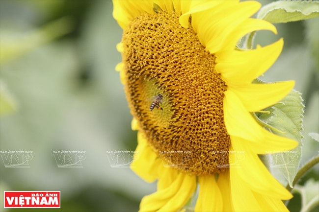 Las flores de girasol atraen a muchas abejas (Fuente: Revista Vietnam)