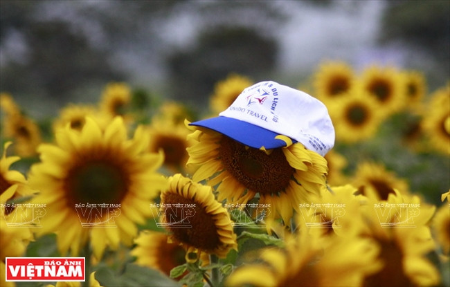 Vista de flores de girasol (Fuente: Revista Vietnam)