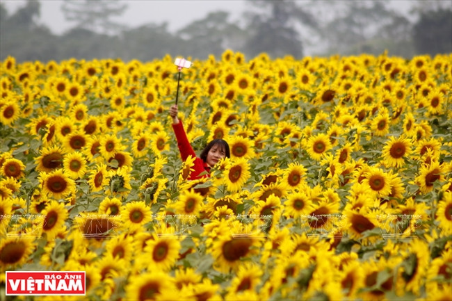 Las flores de girasol son símbolo del optimismo y la esperanza, por eso el campo siempre se ve brillante brillante por el color amarillo (Fuente: Revista Vietnam)