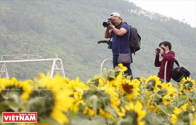 Los visitantes pueden subir a una escala alquilada en el pueblo para logra una vista más profunda del campo de girasol o tomar unas buenas fotos panorámicas (Fuente: Revista Vietnam)