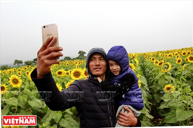 Tomando fotos de recuerdos con las flores de girasol (Fuente: Revista Vietnam)