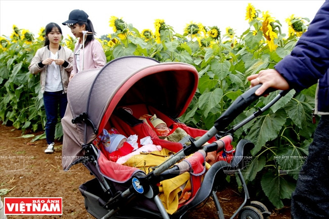 Pequeños visitantes en el campo de girasol (Fuente: Revista Vietnam)