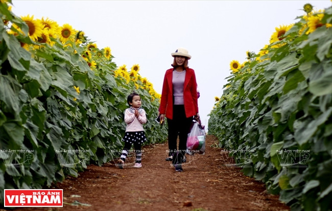 Las plantas son sembradas ordenadamente en filas rectas (Fuente: Revista Vietnam)