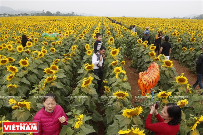 Ubicado al lado de la carretera Ho Chi Minh en la parte del distrito de Nghia Dan, el campo de girasol fue sembrado en el año 2010 (Fuente: Revista Viietnam)