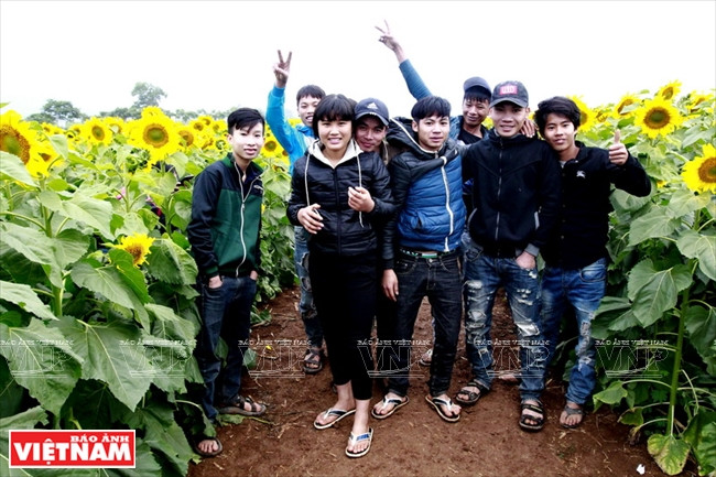 Los jóvenes juegan alegremente sobre el campo de girasol (Fuente: Revista Vietnam)