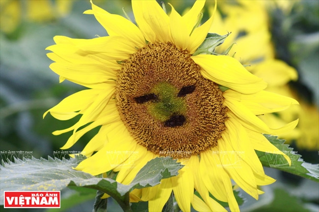 El sol sobre el campo de girasol (Fuente: Revista Vietnam)