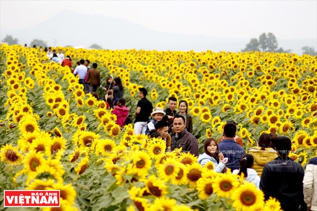 Desde el momento en que las primeras flores se abren, muchos jóvenes llegan al campo para mezclarse con el color amarillo del “paraíso” de girasoles más grande de Vietnam (Fuente: Revista Vietnam)