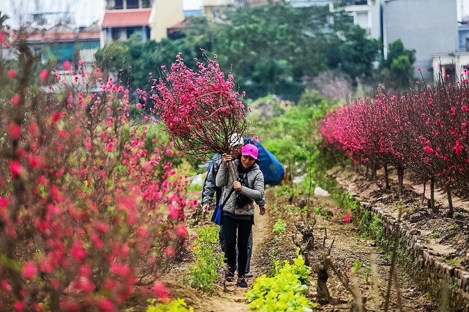 Flores de melocotón en víspera del Tet (Fuente:VNA)