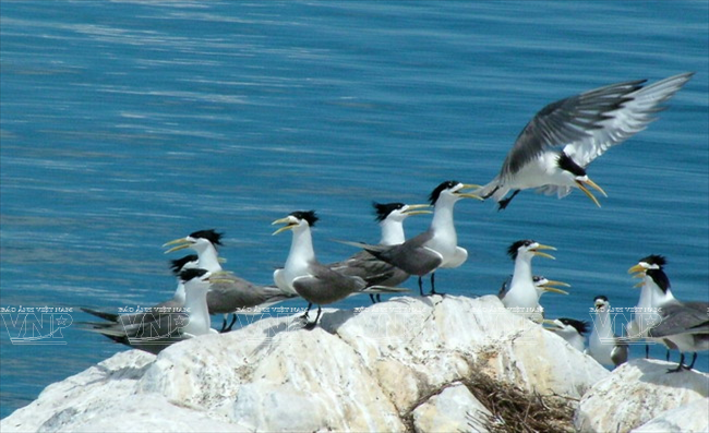Golondrinas en Con Dao (Foto: archivo del Parque Nacional de Con Dao)