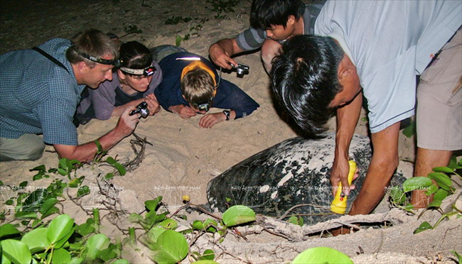 Las tortugas verdes (Chelonia mydas) hacen nidos y ponen huevos (Foto: archivo del Parque Nacional de Con Dao)