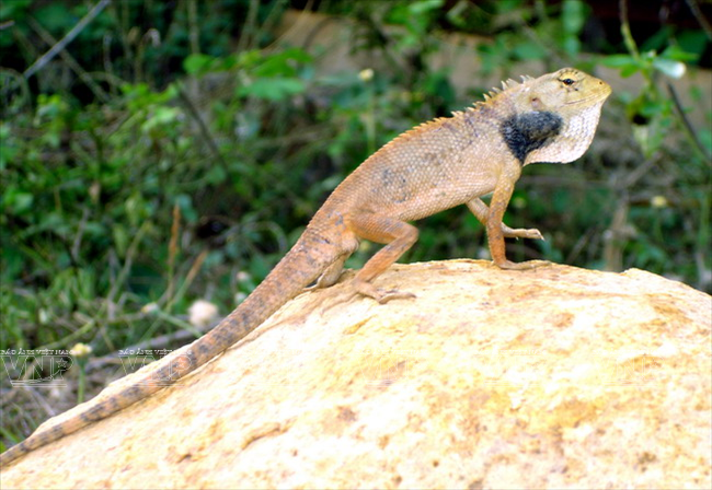 Con Dao es el hábitat de muchos animales salvajes (Foto: archivo del Parque Nacional de Con Dao)
