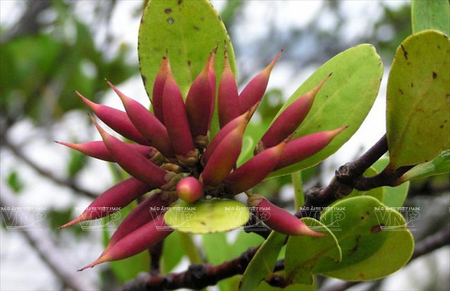 Plantas de Su do en Con Dao (Foto: archivo del Parque Nacional de Con Dao)