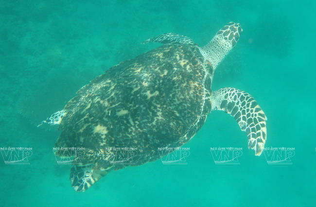 Con Dao tiene una diversa y abundante fauna y flora (Foto: archivo del Parque Nacional de Con Dao) En Con Dao, los turistas pueden realizar un recorrido para visitar las isletas del ecosistema del Parque Nacional del mismo nombre, como Hon Bay Canh, Hon Tai, Hon Tre, Hon Trung, Hon Trac y Hon Cau. Ellas son el hogar de 285 especies de plantas y más de 100 de aves y mamíferos endémicos, como las ardillas Finlayson (Callosciurus finlaysonii), vencejos, tortugas marinas, holoturoideos, gracilaria, entre otros. En el Parque Nacional de Con Dao, los arqueólogos también han encontrado restos del Neolítico (alrededor de 3 000 años de antigüedad) y tumbas de los finales de la cultura Sa Huynh - cultura Cham temprana (de unos 2 000 atrás).