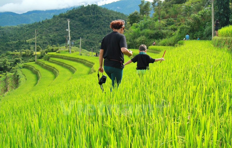A un lado, esta parcela aún mantiene el verde con las blancas espigas. (Fuente: VNA)
