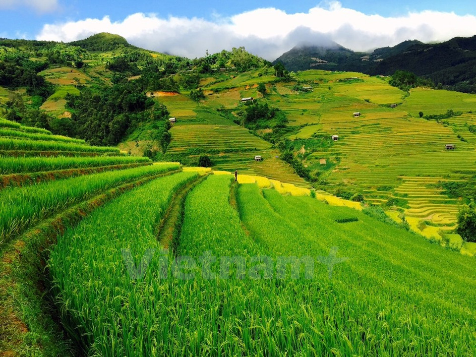 La colorida pintura de Mu Cang Chai (Fuente: VNA)