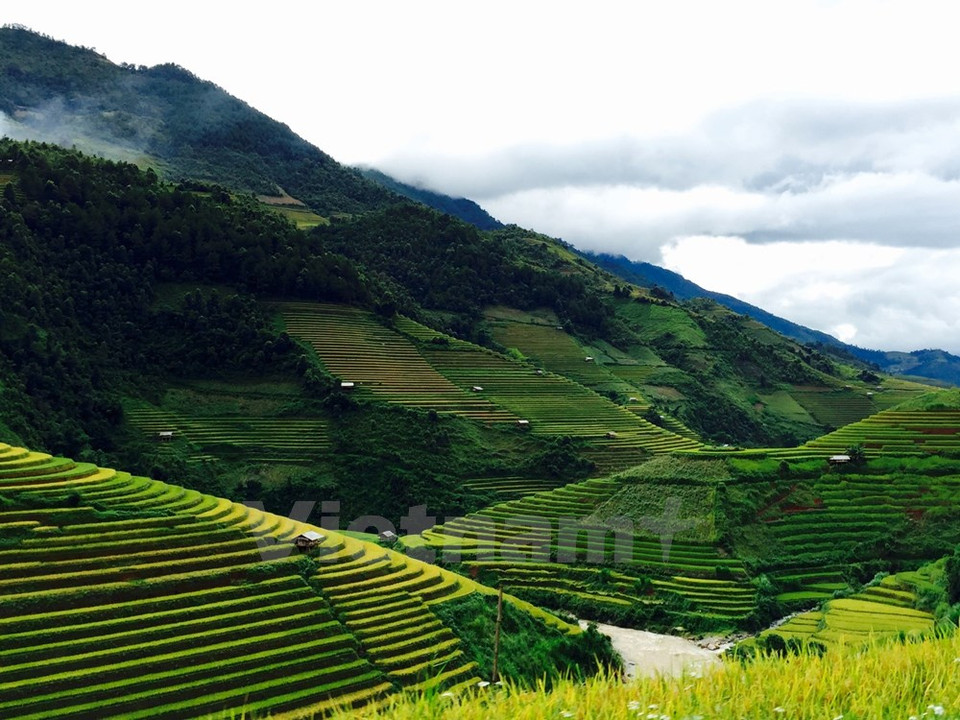 Los arrozales a miles de metros sobre el nivel del mar constituyen un paisaje majestuoso. (Fuente: VNA)