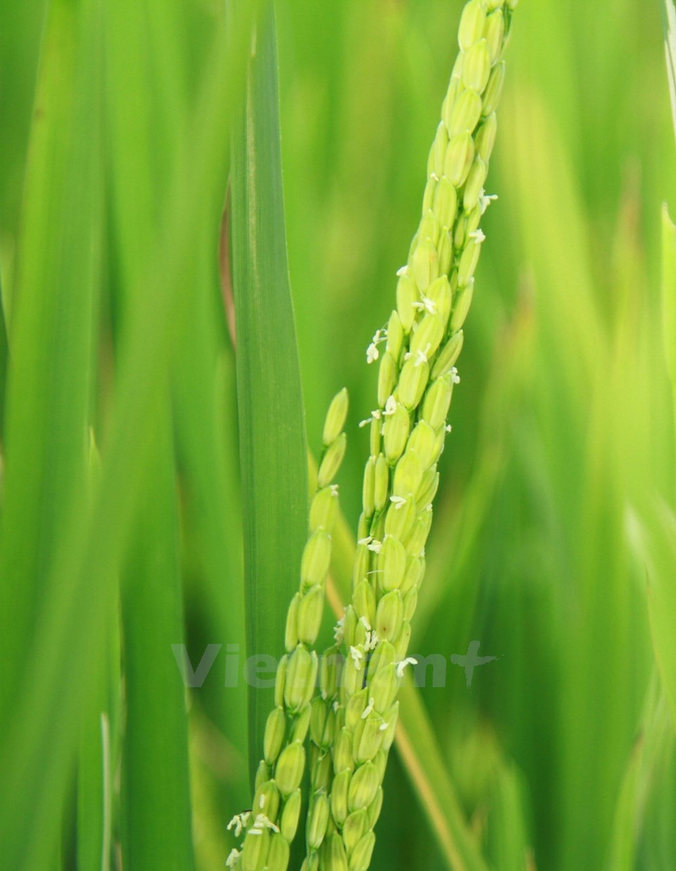 Una graneada espiga (Fuente: VNA)