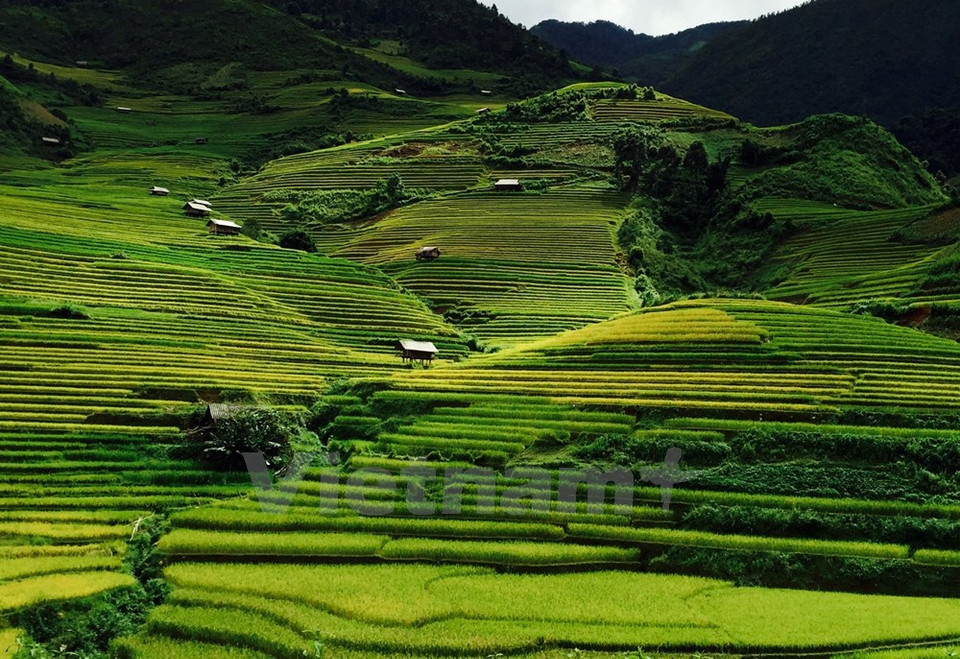 Arrozales en la aldea Che Cu Nha (Fuente: VNA)