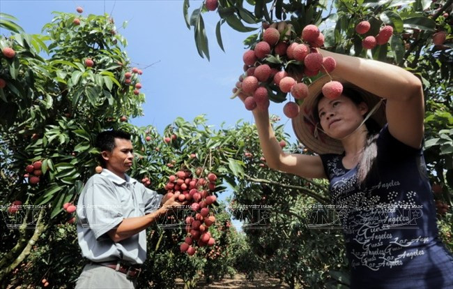 La familia de Pham Thi Nga en la, comuna de Hong Giang cultiva la fruta según estandares GAP 