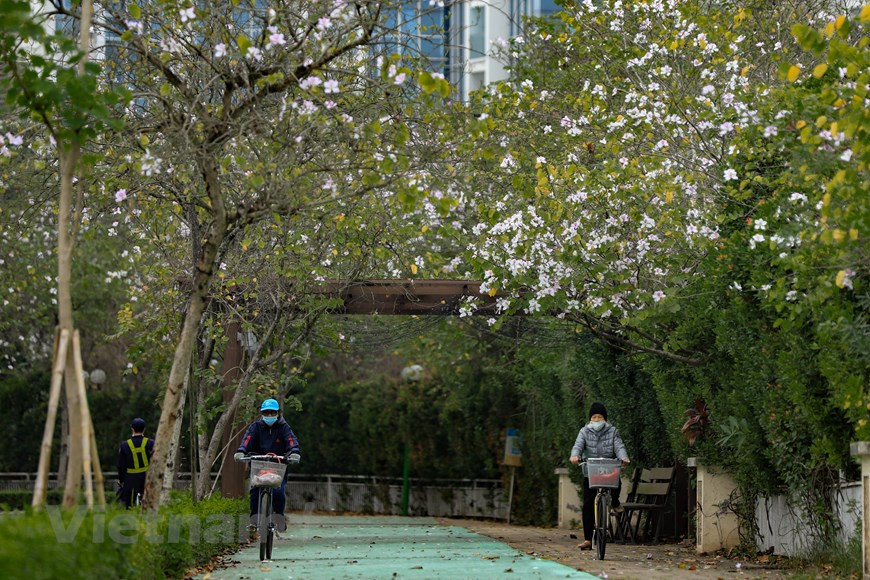 La flor de banyan Tay Bac se cultiva en áreas urbanas para crear una escena pacífica y hermosa de la naturaleza mezclada con la gente. (Foto: Vietnam+)