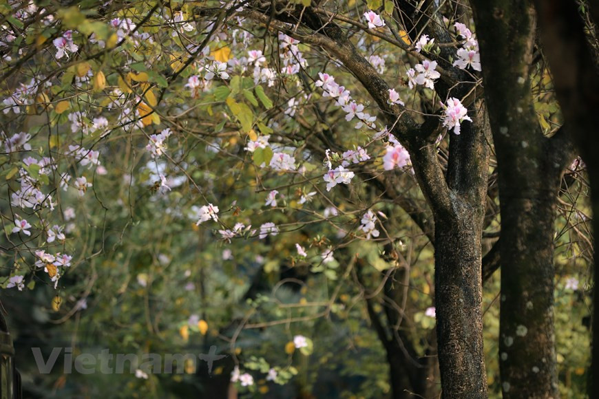 La flor de banyan Tay Bac es también un símbolo orgulloso en el tesoro del folclore de las minorías étnicas del Noroeste, porque simboliza la pureza y la inocencia de una mujer. (Foto: Vietnam+)