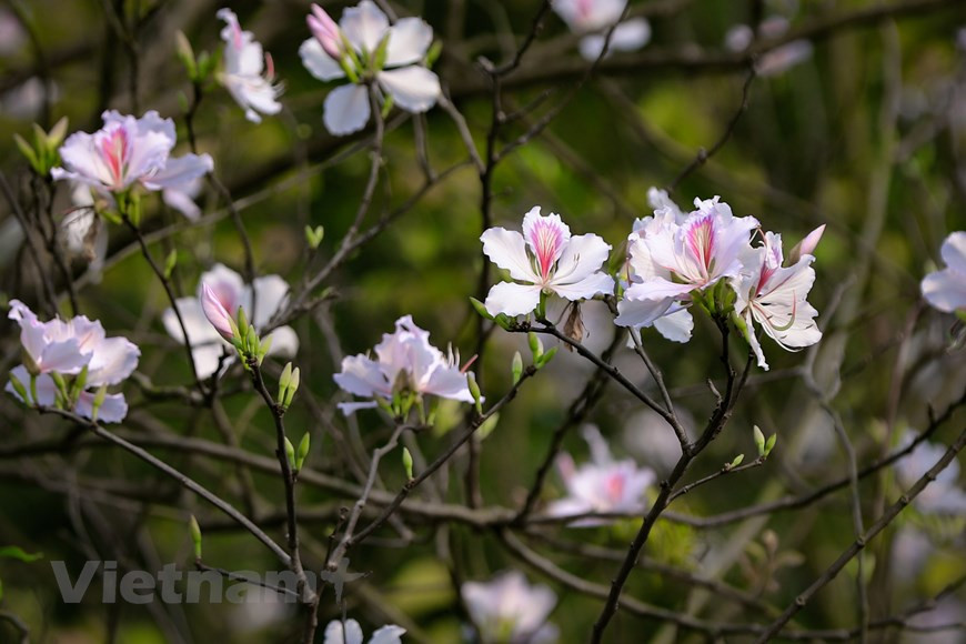 La flor, que lleva el aliento de las montañas del Tay Bac, parece disipar el clima turbio y gris de la temporada de frío en Hanoi. (Foto: Vietnam+)