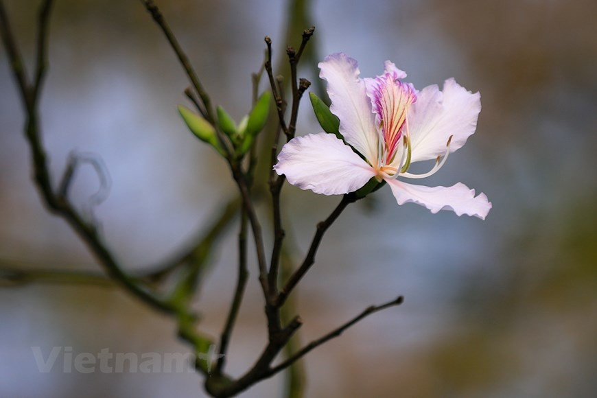 El baniano es un árbol pequeño, de unos 10-12 metros de altura. Las flores de banyan pertenecen a la misma familia que las flores de mariposa, cada flor tiene de 4 a 5 pétalos. Los pétalos blancos abrazan el pistilo de los suaves pétalos de hadas de color rosa púrpura. (Foto: Vietnam+)