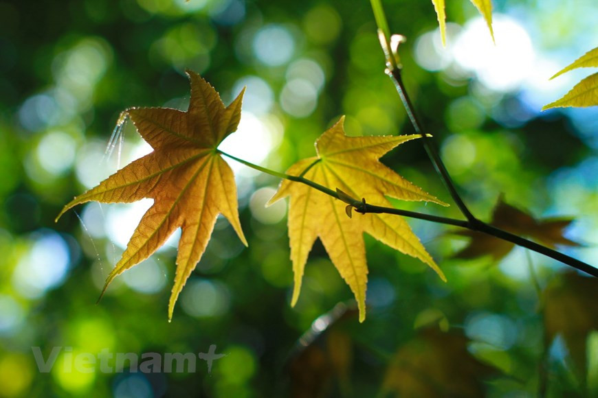 Con un clima frío durante todo el año, en los bosques con altitudes desde los mil 400 metros, el arce crece muy rápido, creando una extraña belleza para la “tierra de las miles de flores”. (Foto: VNA)