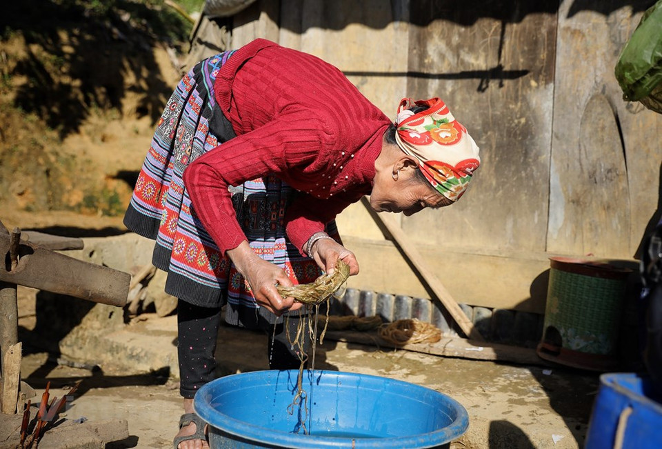 Unas manos hábiles resultan muy convenientes para pelar el hilo porque, de lo contrario, la fibra queda desigual y haría demasiado difícil la tarea de coser. Cuando se cosecha el maíz, el lino también se encuentra en el momento adecuado para cortarlo. La gente de H´Mong en el distrito de Van Ho, en la provincia de Son La, lo cuidan mucho pues su tronco es pequeño y fácil de romper. En caso de quebradura, la fibra de lino pierde belleza. Los días soleados, la gente de H´Mong lo sacan a tomar el sol y por la noche lo recogen para colocar en el desván de la cocina. (Fuente:Vietnamplus)