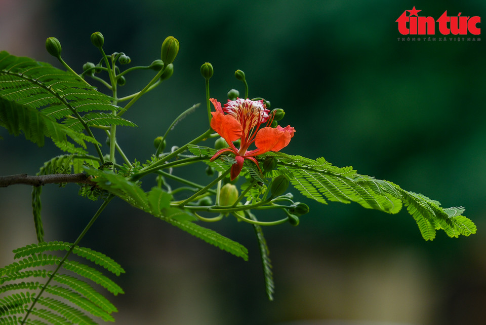 Los pétalos de la flor son grandes, entre ellos, cuatro extendidos con color rojo y el resto luce con color combinado entre blanco, amarillo y naranja. (Fuente: VNA)