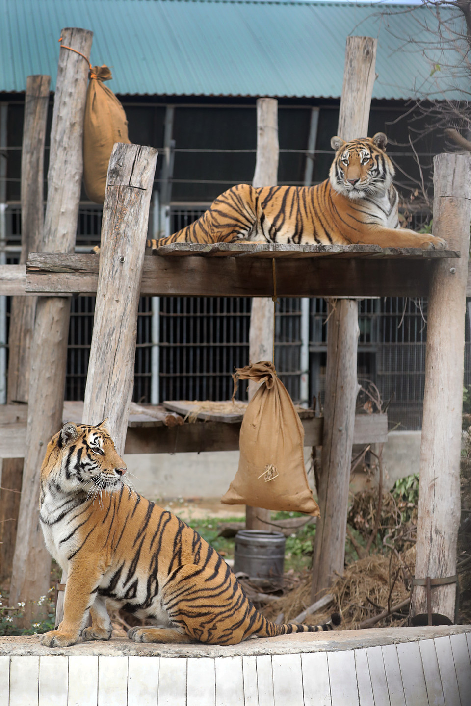 Al ser atendidos en buenas condiciones en el Centro de Rescate de Vida Silvestre de Hanoi, los tigres tienen una salud estable. (Fuente:VNA)