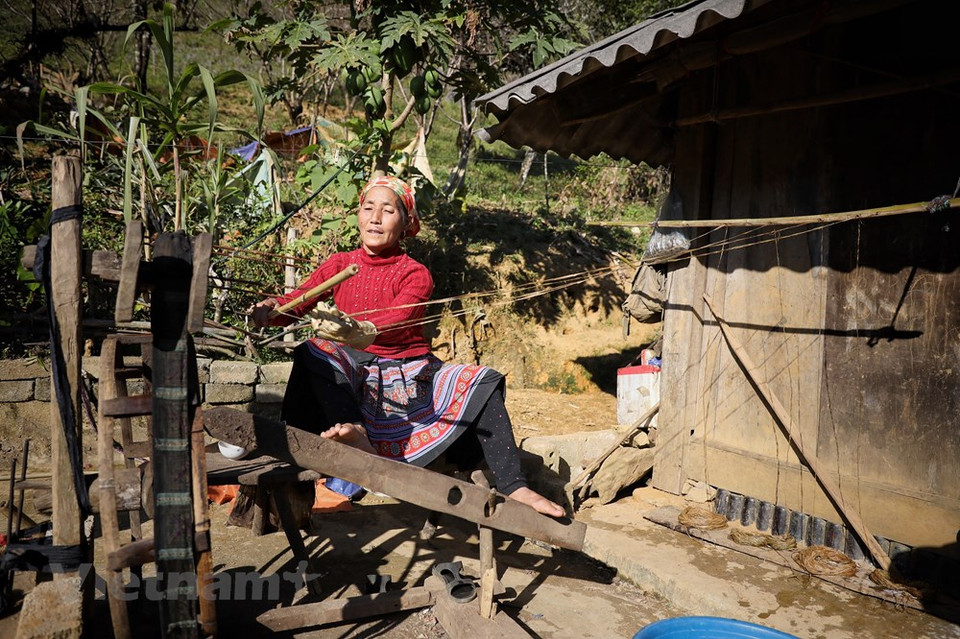 Luego de tejer una tela de lino áspera como esta, la habitante Sung Y Chai, de la comuna de Pa Co en el distrito de Van Ho, provincia de Son La, insiste en continuar enrollando para que la tela se vea más blanda y lisa. El proceso de enrollamiento del lino requiere laboriosidad, Sung Y Chai necesita utilizar un tronco de madera grande junto con una tabla para pararse sobre la tabla y hacerla rodar hacia adelante y hacia atrás. Cuando la tela luce suave y lisa, la lleva a empapar con agua de ceniza y, luego de una semana, la saca para lavarla y secarla hasta que esté blanca. (Fuente:Vietnamplus)