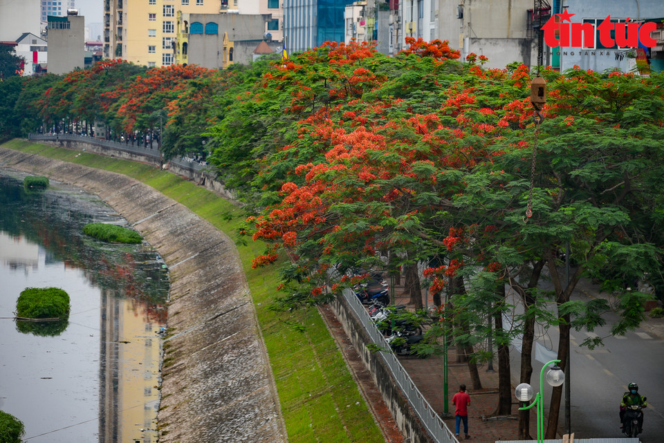 Flores del flamboyán tiñen de rojo numerosas calles de Hanoi. (Fuente: VNA)