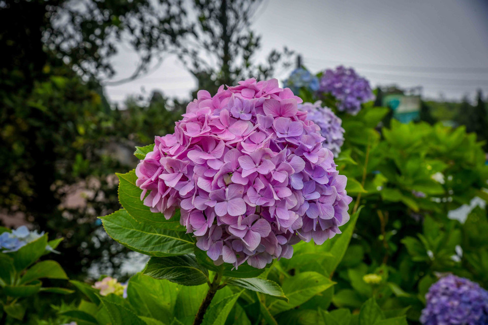 Las flores de hortensia en la cima de la montaña de Mau Son impresionan por su intensidad cromática (Fuente:VNA)