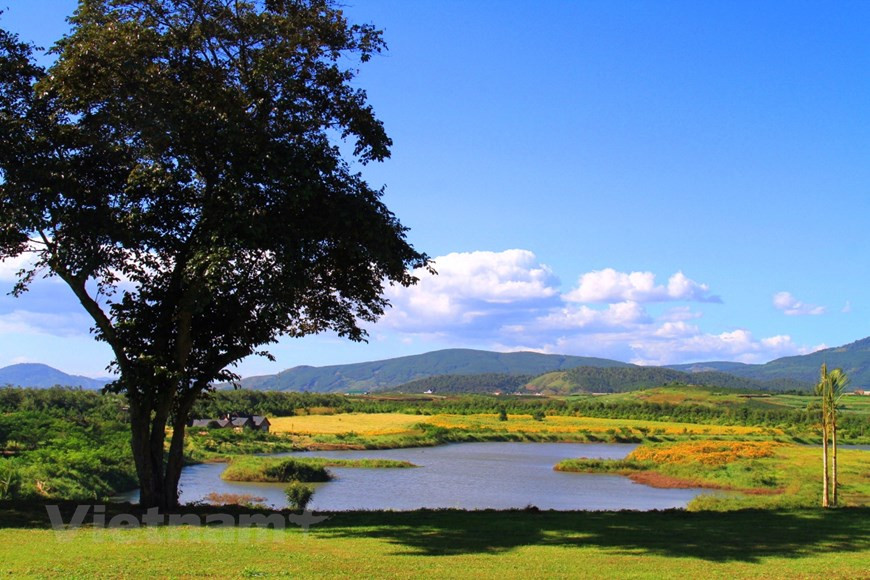 El jardín de girasoles, flor más conocida, en Da Lat. (Foto: VNA)