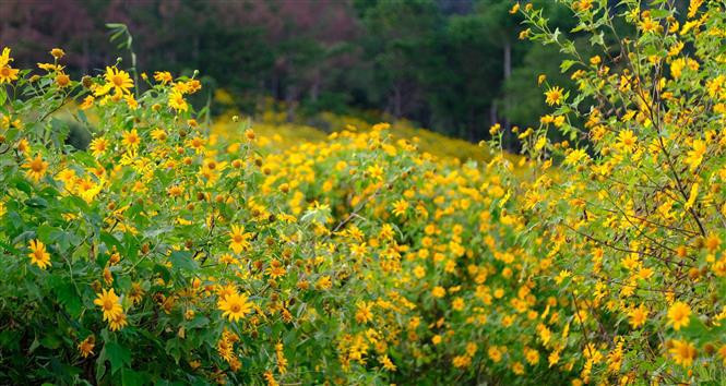 El girasol silvestre es una flor famosa asociada con Da Lat, su color amarillo indica la llegada del invierno. (Foto: VNA)