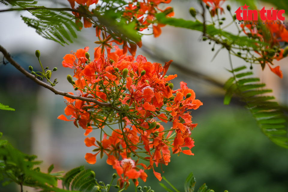 Con flores de color rojo brillante que crecen en racimo, ese árbol de Madagascar a menudo recuerda a la gente la imagen del fuego. (Fuente: VNA)