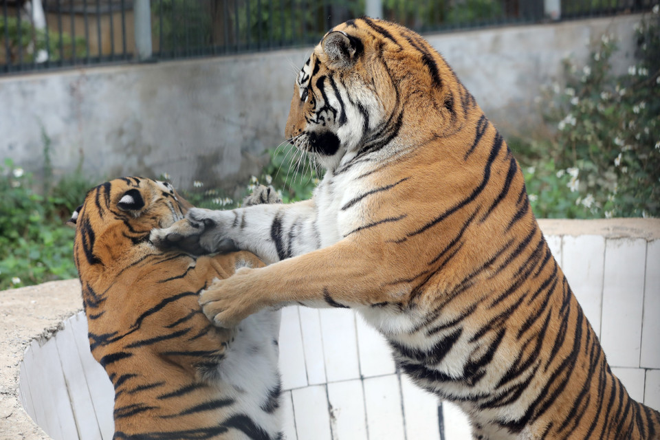 A pesar de estar en cautiverio, los tigres no han perdido sus instintos salvajes. (Fuente:VNA)