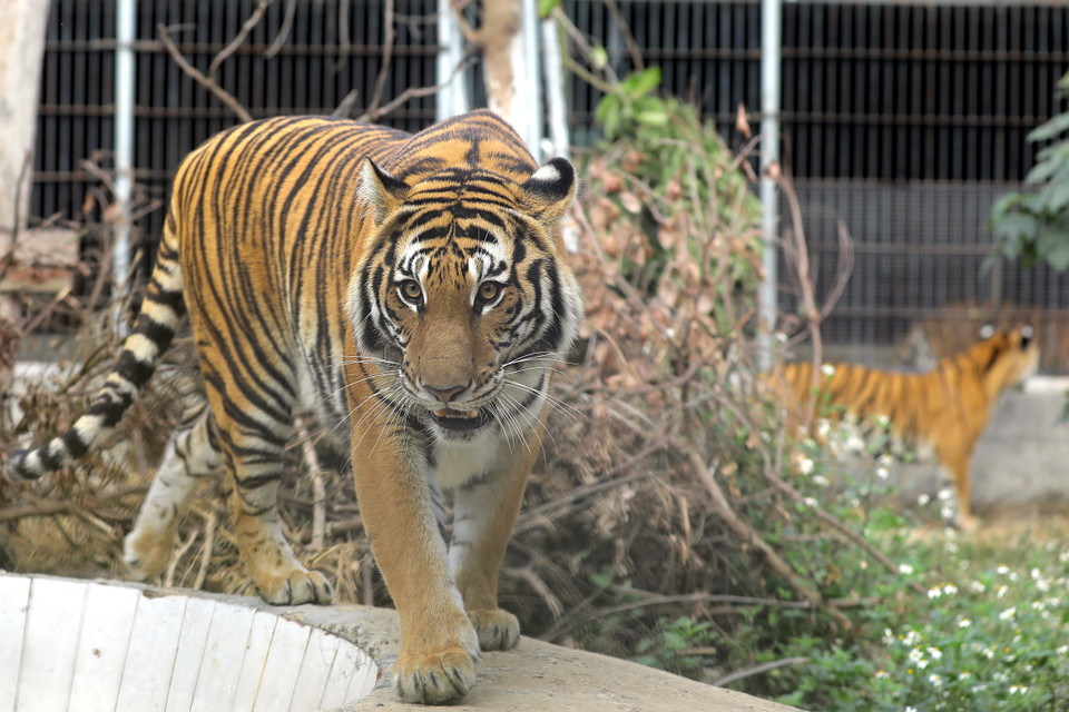 Los tigres hacen ejercicios en la jaula al aire libre en el Centro de Rescate de Vida Silvestre de Hanoi. (Fuente:VNA)